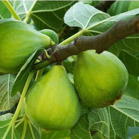 PIANTA DA FRUTTO FICO PETRELLI in vaso 20 età 2/3 anni (foto reali)