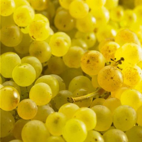 Vigne 'Chasselas Doré' (Vitis vinifera 'Chasselas Doré')