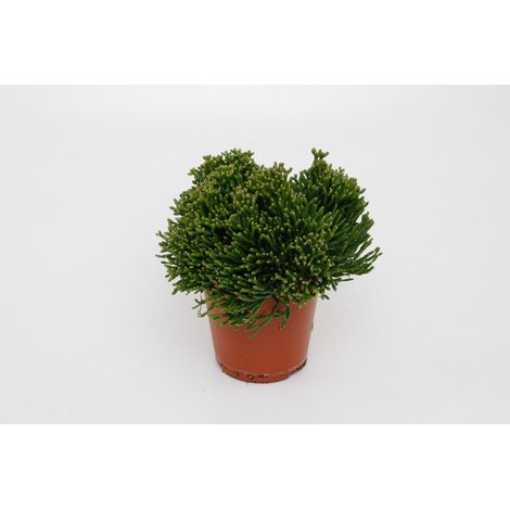 Hatiora Salicorniodes - Cactus Os de Danse - Plante d'Intérieur Originale - Ø12 cm - 15 cm - PANGIVO