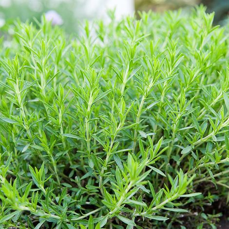 Plant d'estragon français – Pot carré 11cm – Plante aromatique pour cuisine – Envoi sécurisé 100% recyclable