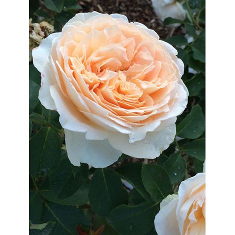 Rosier Générosa® 'Odile Masquelier®' Pot de 4L/5L