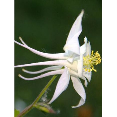 Ancolie 'Kristal' Godet de 8/9 cm (1/2)