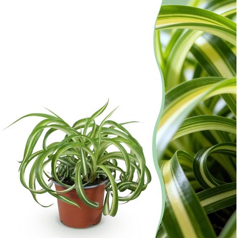 Chlorophytum comosum Bonnie Plante d'Intérieur Araignée Frisée Vert et Crème Pot 12cm Hauteur 20cm - PANGIVO (1/5)