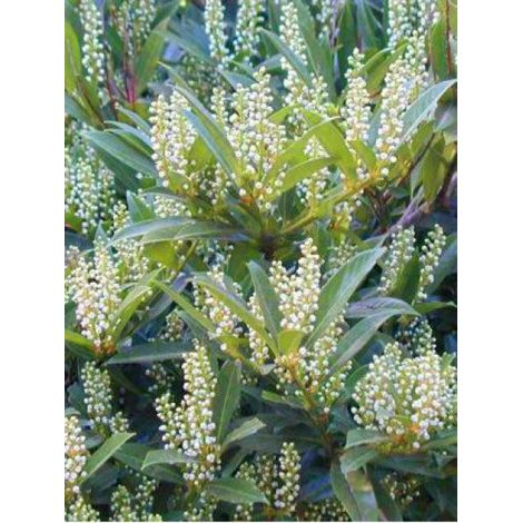 Laurier-Cerise, Laurier palme 'Otto Luyken' Pot de 2L/3L (1/5)