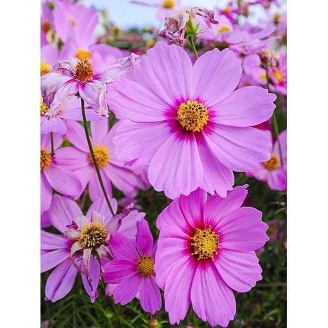 Cosmos 'Sensation Radiance' le sachet de 200 graines (1,5g) (1/2)
