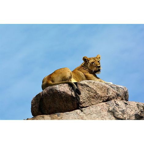 Papier peint panoramique lion pour chambre Tapisserie panoramique beige et bleu 3D Papier peint panoramique animaux sauvages (1/2)