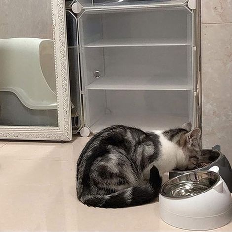 Set di 2 ciotole per cani e gatti - Bianco e nero - 200 ml - Ciotola in acciaio inox - Forma a testa di gatto (1/5)