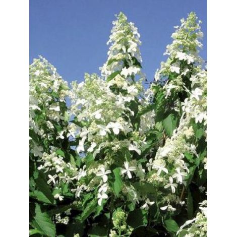 Hortensia paniculé 'Levana' Pot de 7,5L/10L (1/3)