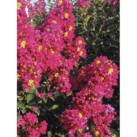 Lilas des Indes 'Berry Dazzle' Pot de 7,5L/10L, Touffe (1/4)