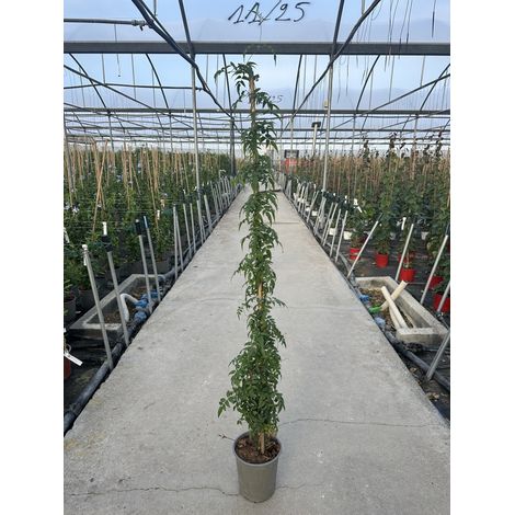 JASMINUM POLYANTHUM VASO 19 H.150