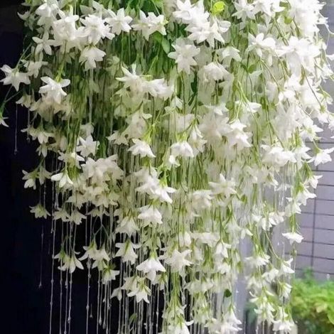 200 graines de Jasmin grimpant – Plante parfumée idéale pour jardin familial, balcon et plantations décoratives