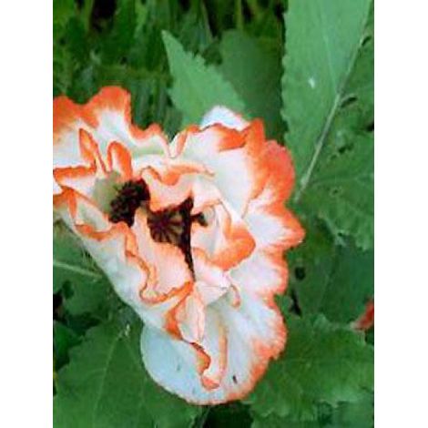 Pavot d'orient 'Picotee' Godet de 8/9 cm (1/2)
