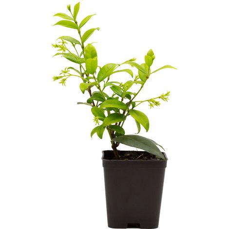 Trachelospermum (sin. Rhyncospermum) jasminoides - falso gelsomino - vaso quadro 7x7x8 cm (1/2)
