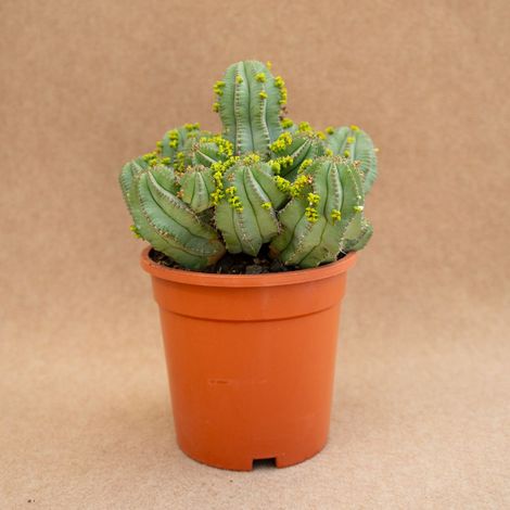 Euphorbia Fruticosa Vaso 13 cm, Pianta Succulenta Ornamentale