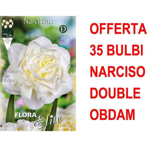 OFFERTA 35 BULBI NARCISO DOUBLE OBDAM BULBS BULBES