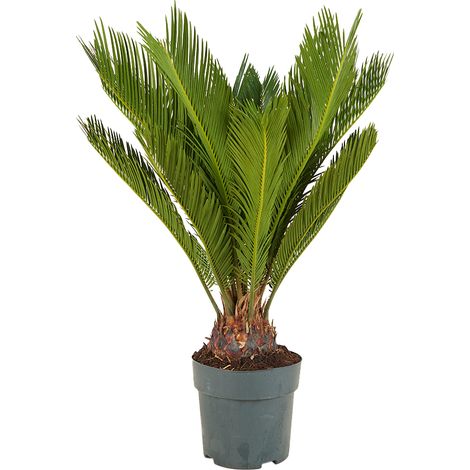 Bloomique - Cycas Revoluta - Palmier de la paix - Sagoutier - Plante d’intérieur - Très facile d’entretien - Hauteur 60-80 cm - Pot 17 cm
