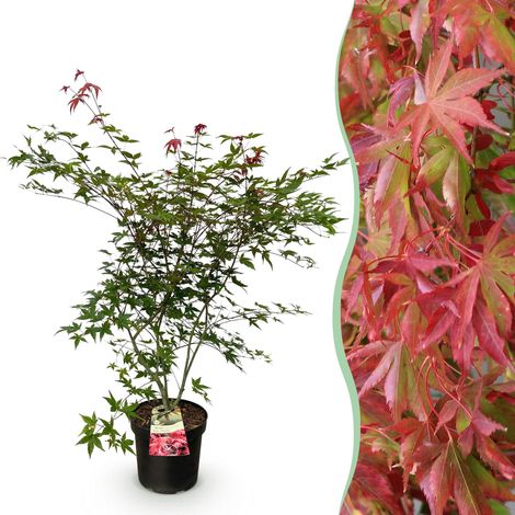 Érable du Japon Acer palmatum Beni Maiko - Arbuste Décoratif Rouge et Vert - Pot 26 cm - 90 cm - PANGIVO (1/5)