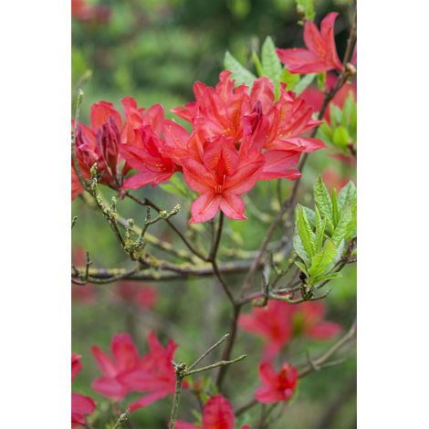 Sommergrüne Azalee 'Satan' Rhododendron lut.'Satan' C5 30- 40