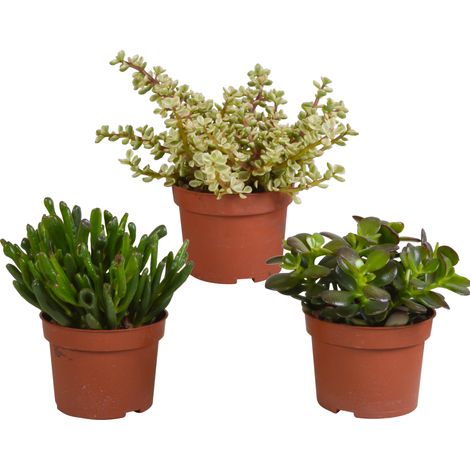 Lot de 3 Plantes Grasses Crassula Variées, Succulentes pour Décoration Intérieure, Pot de 10,5 cm - PANGIVO (1/5)