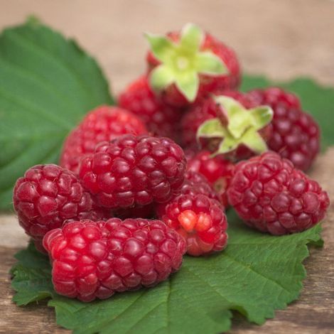 Mûre-framboise, Tayberry/Pot de 1,5L - Tuteur bambou 30/60 cm (1/4)