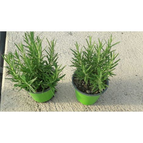 PIANTA DI ROSMARINO ERETTO  vaso 14 cm  (foto reali)