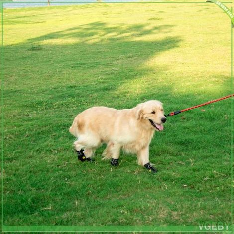 Chaussures pour chien - FAFEICY - Modèle standard - Imperméables - Semelle antidérapante - Sangles réfléchissantes (1/5)