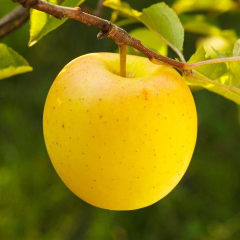 Pépinières Naudet – Pommier 'Golden Delicious' – Arbre fruitier 3m – Exposition ensoleillée – Floraison blanche au printemps – Résistant jusqu'à -15°C