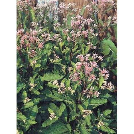 Eupatoire maculée 'Phantom' Pot de 2L/3L