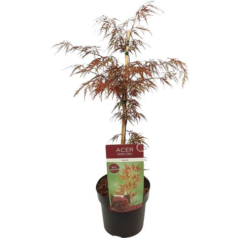Érable du Japon Acer Palmatum 'Garnet' Plante Ornementale Ø 19 cm Hauteur 55 cm - PANGIVO (1/4)