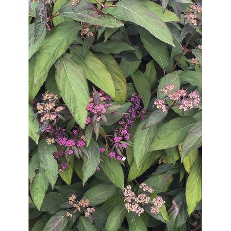 Hortensia aspera 'Rosemary Foster' Pot de 4L/5L (1/2)