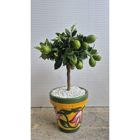 BONSAI DI LIMEQUAT IN VASO DI CERAMICA