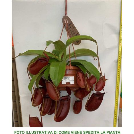 PIANTA CARNIVORA NEPENTHES VASO 14CM