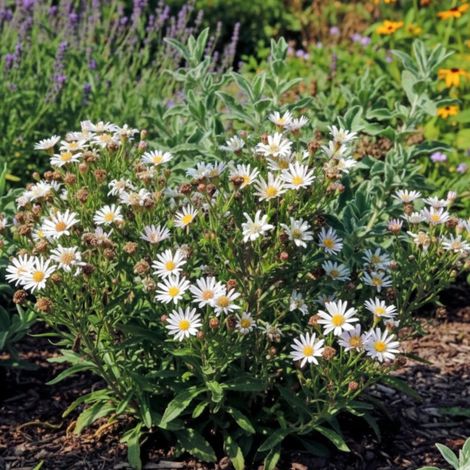 Aster à feuilles de linaire/Godet - 5/20 cm