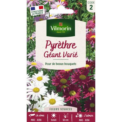 Vilmorin - Pyrethre géant varié (1/2)