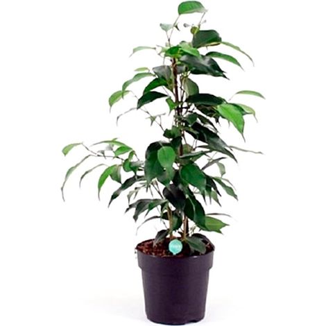 Planta Natural Ficus Danielle en Maceta M12