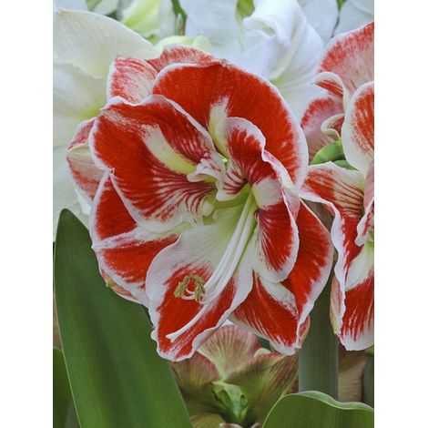 Amaryllis 'Samba' Bulbe calibre 36+, Extra (1/2)