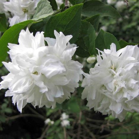 Seringat Minnesota Snowflake 2-3,5m – Fleurs doubles blanches parfumées – Rusticité jusqu'à -20°C – Croissance rapide (1/5)