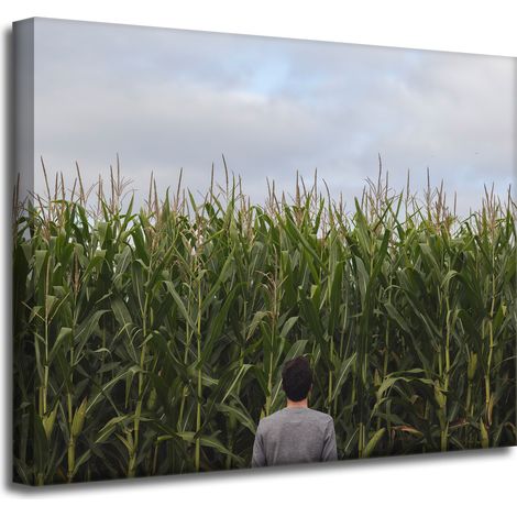 Leinwanddruck Naturmotiv Maisfeld 50x40 cm