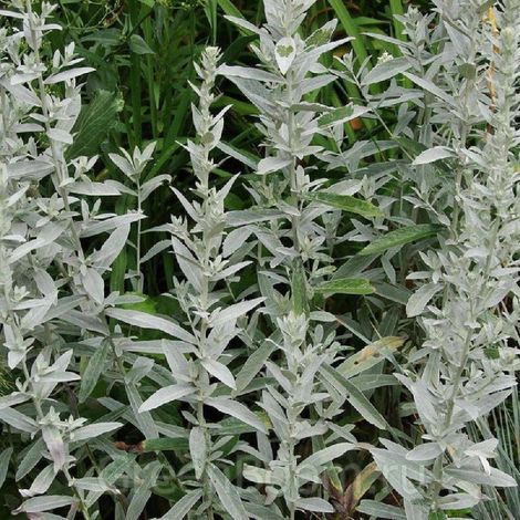 Armoise blanche Silver Queen/Godet - 5/20 cm