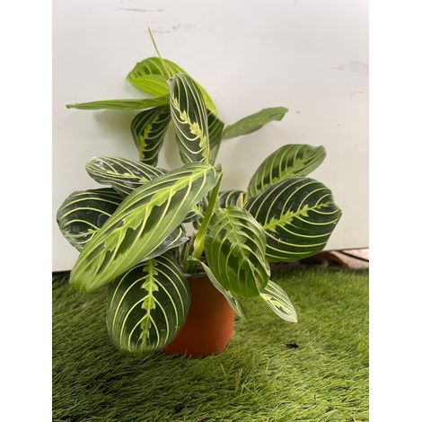 Maranta Leuconera Lemon Lime vaso 12 cm “pianta delle preghiera” Foto Reali