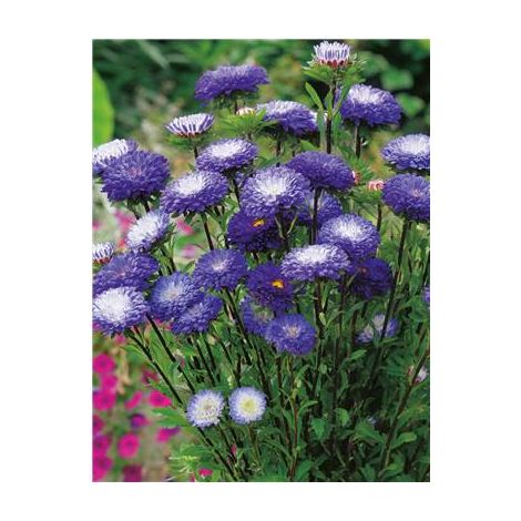 REINE MARGUERITE POMPON - 1 G