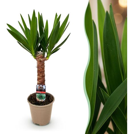 Yucca elephantipes - Plante d'intérieur Facile d'entretien - Pot Ø 14 cm - Hauteur 55 cm - Vert - PANGIVO (1/5)