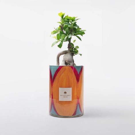 Bonsaï ficus ginseng en pot de verre décoré à la main Diamante H 15 - Orange