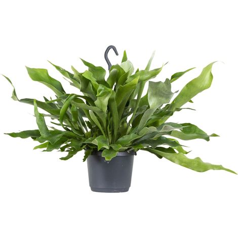 Bloomique - Platycerium bifurcatum - Corne d’élan - Plantes d’intérieur - Plantes suspendues - Dépolluantes - Sans danger - 30-40 cm de haut - Pot suspendu 17 cm