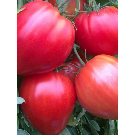 Tomate 'Coeur de boeuf' le sachet de 150 graines (0,5g)