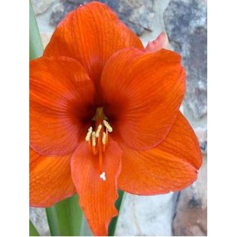 Amaryllis belladonne 'Orange Souvereign' Bulbe calibre 30/32, Extra (1/2)