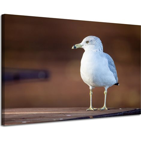 Leinwanddruck Tiere Weiße Möwe 120x80 cm