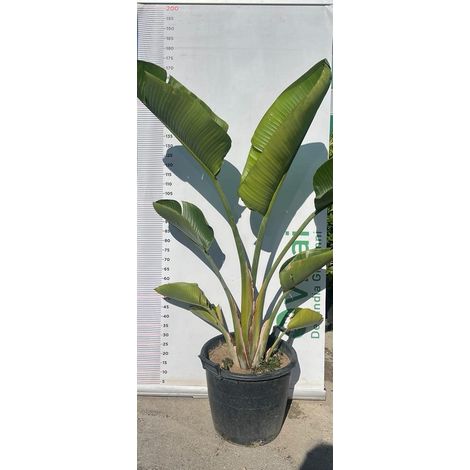 PIANTA DI STRELITZIA NICOLAI IN MASTELLO  ALTEZZA 140/150 CM (foto reali)