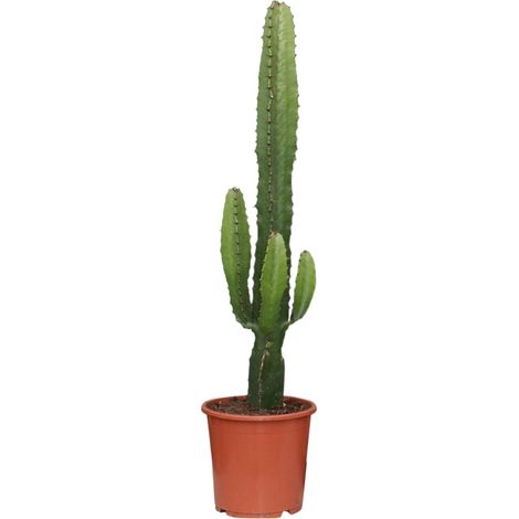 Euphorbia Acrurensis Plante d'Intérieur Succulente Type Candélabre Pot Ø17 cm H50-70 cm - PANGIVO (1/4)