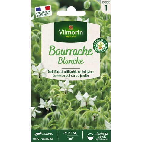 Bourrache Blanche Vilmorin (1/2)